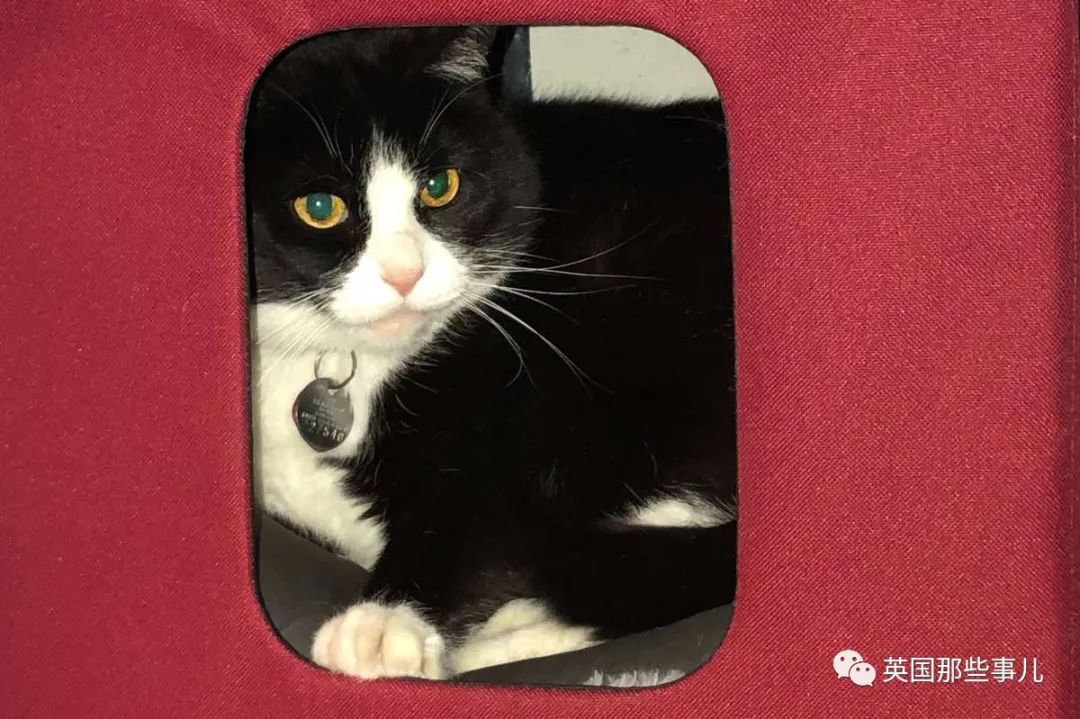 网友在酒水店发现一只很有气质的猫咪绅士贵气优雅人见人爱啊