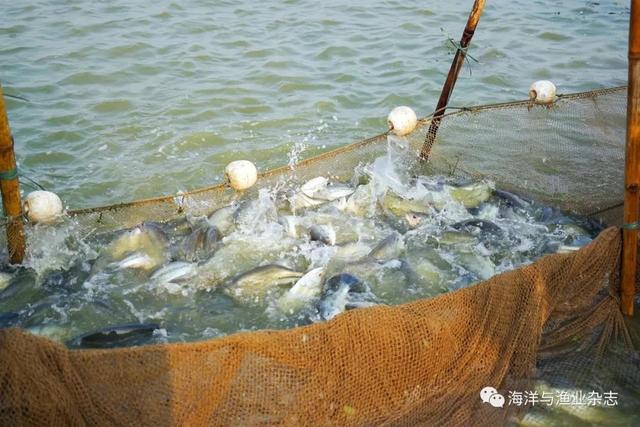 大口黑鲈选育新品系加得丰养殖喜获丰收