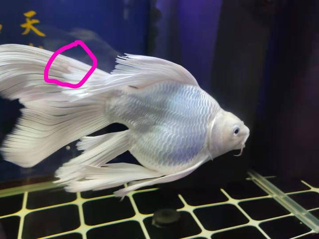 同样都是痘疮病 为什么有的观赏鱼没事 有的就会死亡呢 痘疮 观赏鱼 鱼鳍 新浪新闻