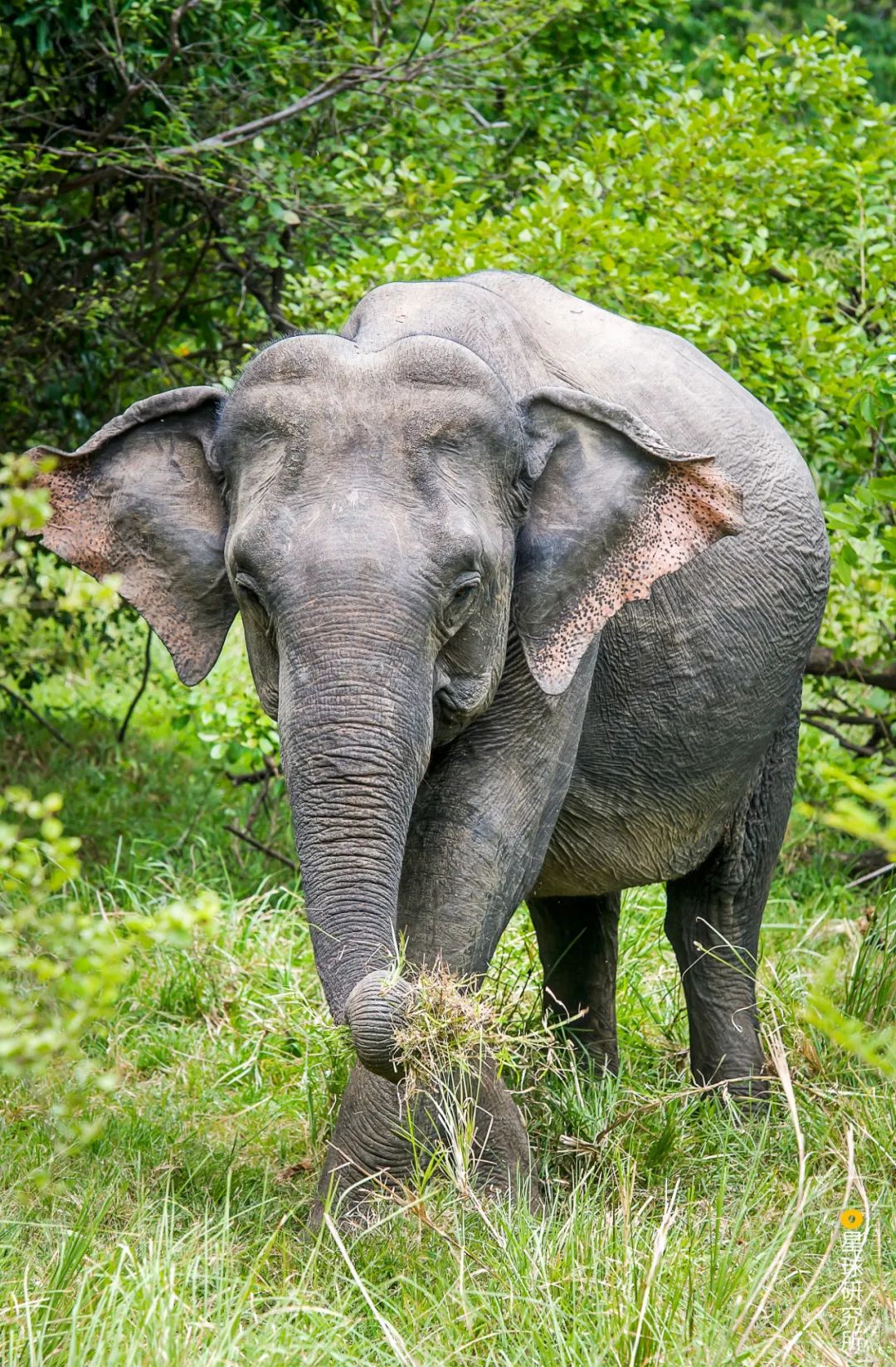 100倍之多一天要吃掉160-300千克的食物每天要花约8个小时进食大象
