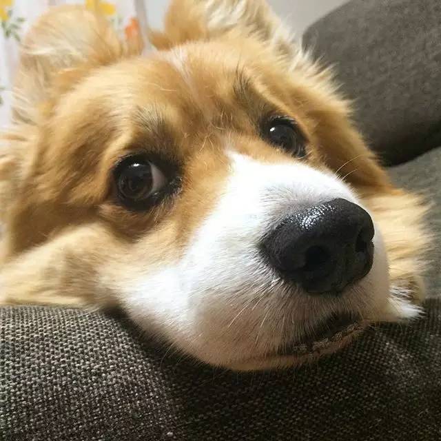 好想拽一下75萌萌的柯基君75柯基宝宝其实也是一个行走的表情包