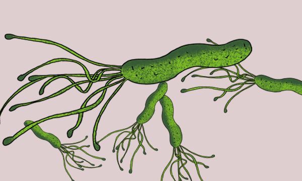 幽门螺杆菌是致癌物，国内感染率高，与什么有关？如何预防？休闲区蓝鸢梦想 - Www.slyday.coM