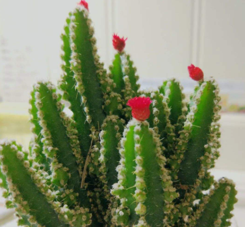 地栽在南方地区才能够开花,在北方根本就不开花,万重山小齐养了多年