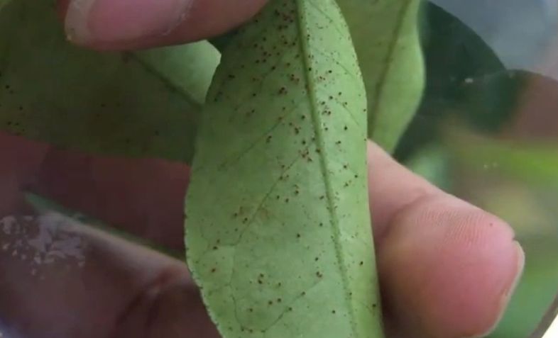 柑橘红蜘蛛怎么杀(柑橘红蜘蛛杀不死)