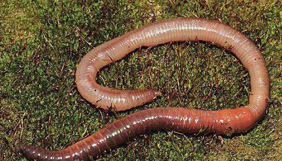 你知道吗因为有了蚯蚓我们人类才填饱了肚子这是为什么呢