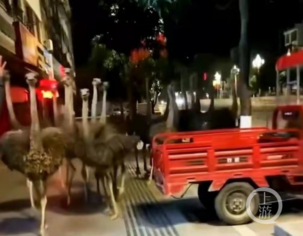 广西崇左60多头鸵鸟凌晨“越狱”街头狂奔：已抓回50只最远跑了6公里休闲区蓝鸢梦想 - Www.slyday.coM