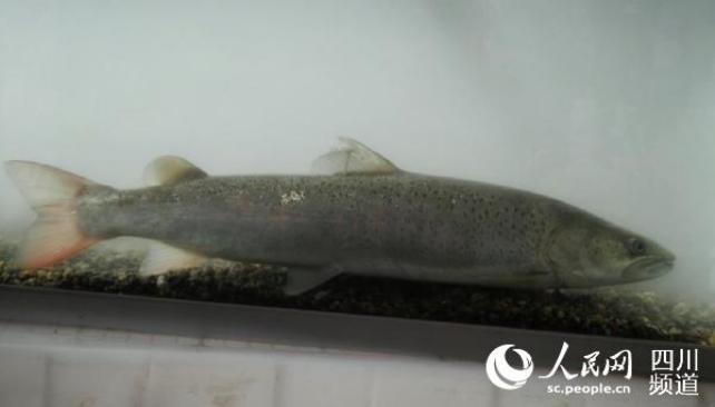 水电站危及水中老虎川陕哲罗鲑被一纸诉状告至法庭