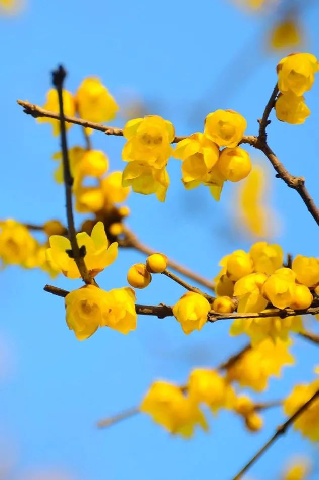 重庆第一波腊梅上线!香香香香懵了!
