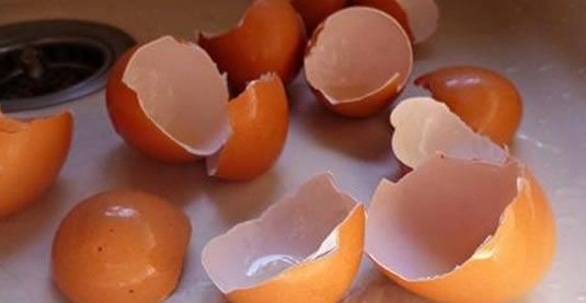 养花,打碎鸡蛋壳可使土壤变得更加松软不易硬化