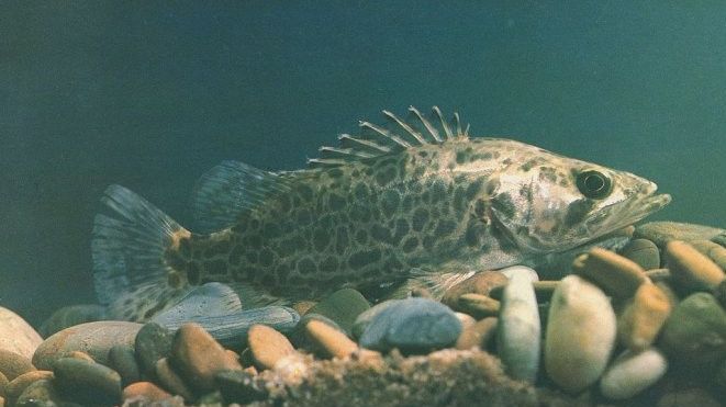 中国四大名鱼:松江鲈,黄河鲤,兴凯湖鲌,松花江鳜,你认识吗?__财经头条