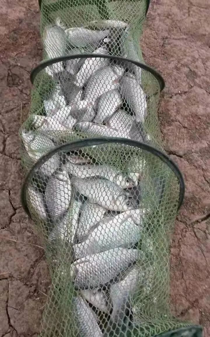 冬季钓鲫鱼不从饵料下手,怎么让鱼开口爆护?|鲫鱼|鱼|调漂_新浪新闻