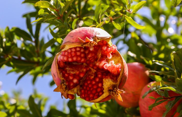 并培育出一些较优质的品种,其中江苏的水晶石榴和小果石榴都是较好的