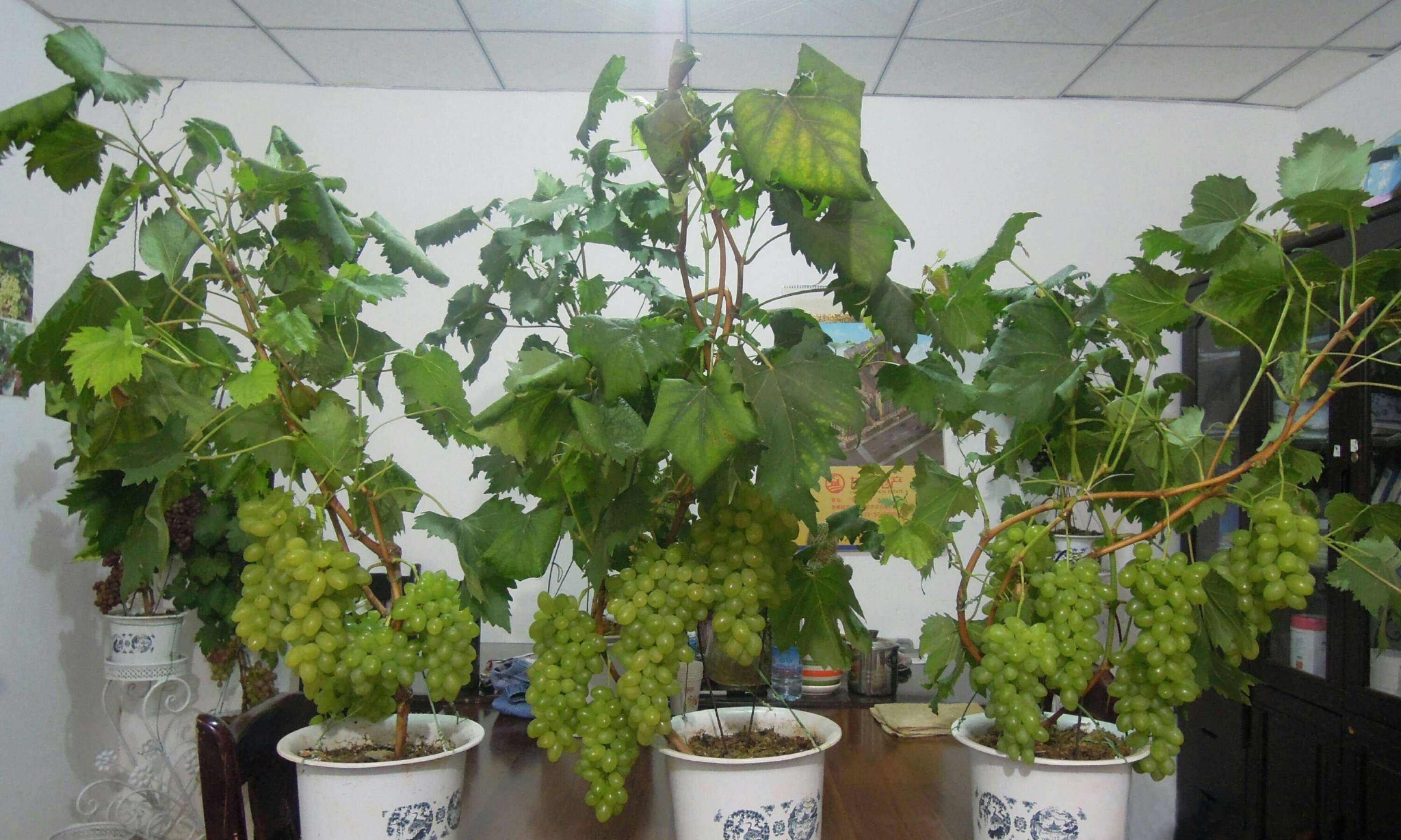 4种果树请进宅旺宅旺家寓意丰收发财果子还能吃