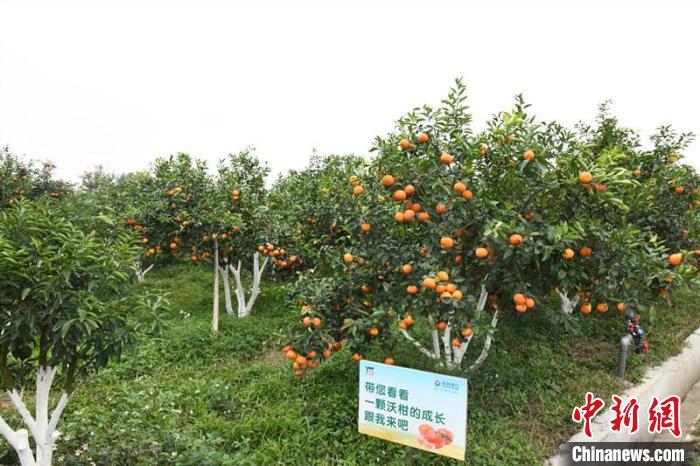 中国沃柑之乡广西武鸣鲜果开摘多渠道开拓春节市场