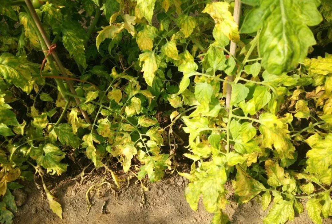 番茄丰产成泡沫早衰问题真愁人