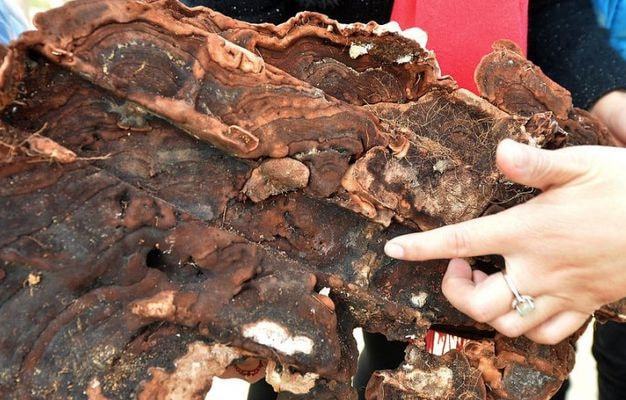 传说中的棺材菌是什么菌迁坟发现超大棺材菌有人用它泡酒