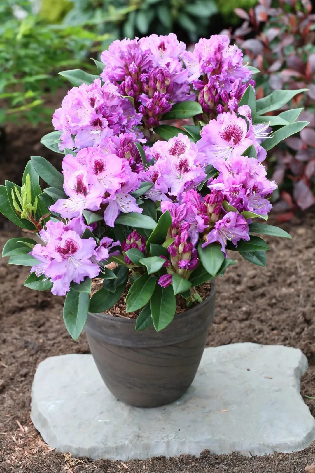 花美价廉的西洋杜鹃四季皆可开花适合新手栽种