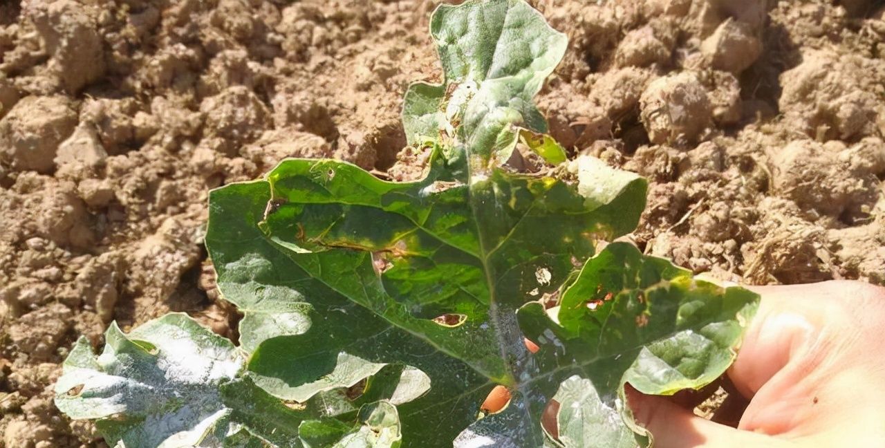 西瓜僵苗原因多根系首当其冲要恢复