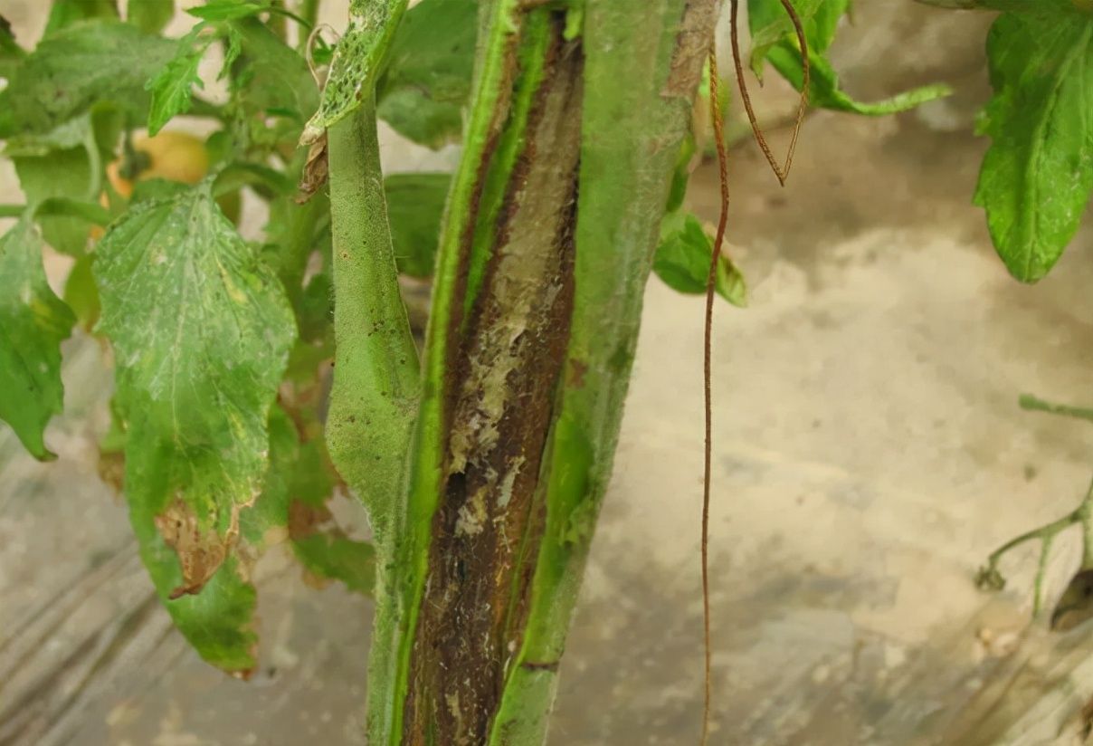 番茄溃疡病易发难治秋季大棚管理要重视