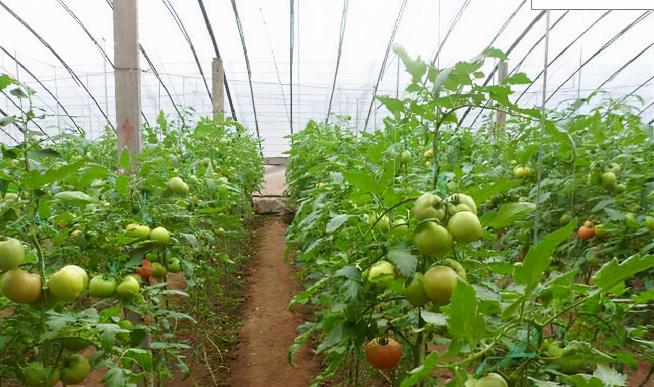 番茄丰产成泡沫早衰问题真愁人