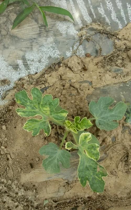 另外,枯萎病,猝倒病,蝼蛄等病虫害也会使西瓜形成僵苗;未腐熟的有机肥