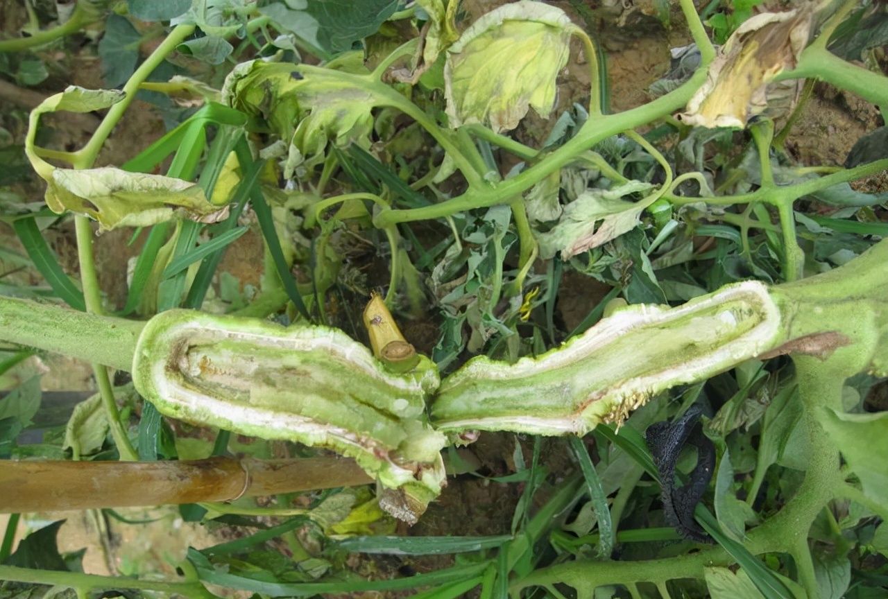 番茄溃疡病易发难治秋季大棚管理要重视