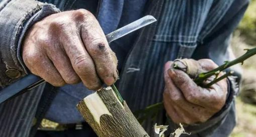 柑橘单芽切接及芽接的嫁接方法