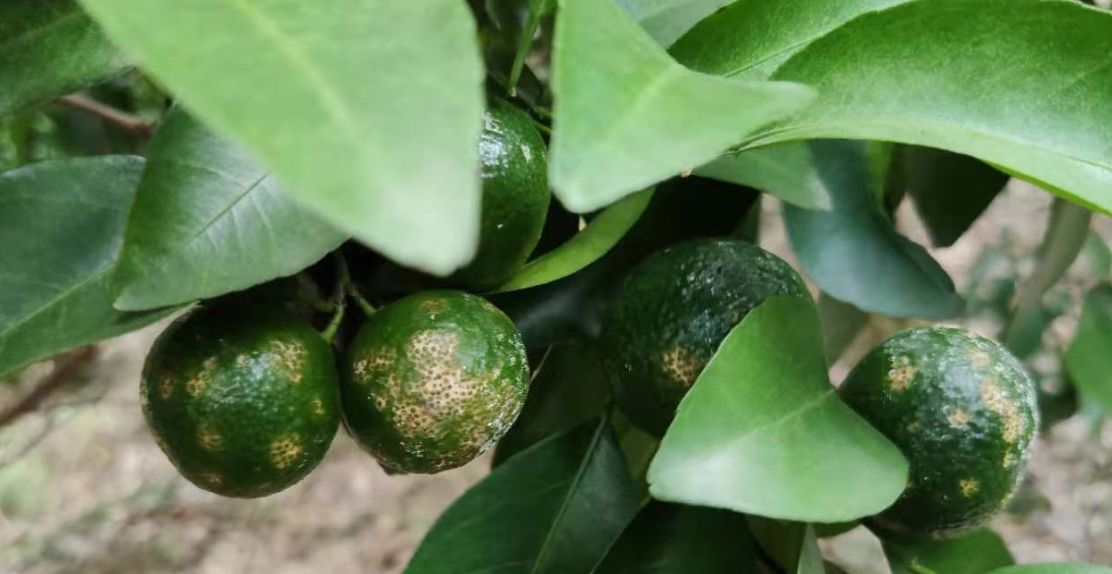 柑橘果面的又一杀手油斑病是如何让它毁容的