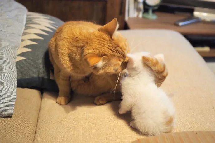 家里来了新的小猫原住猫秒接受还用尾巴勾住它好可爱