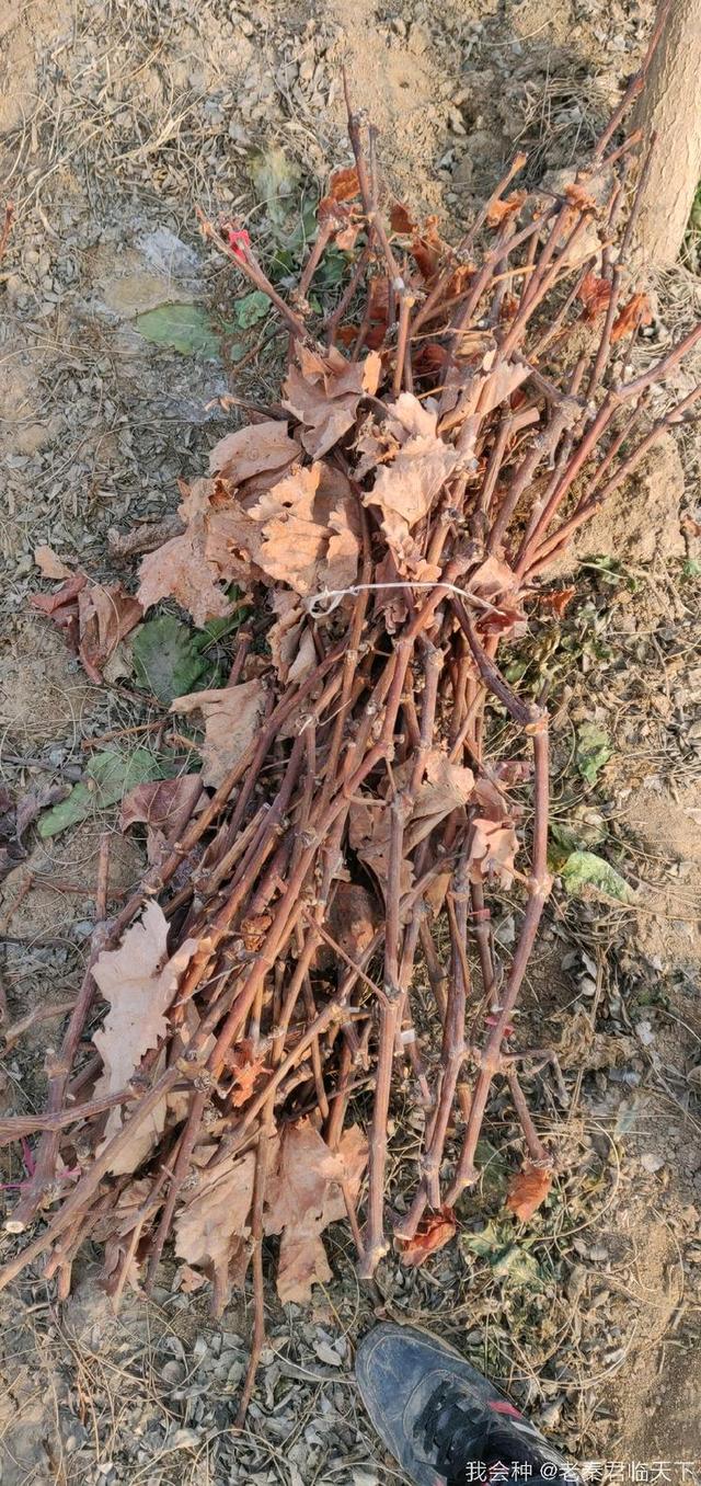 分享一些葡萄枝条|葡萄_新浪新闻