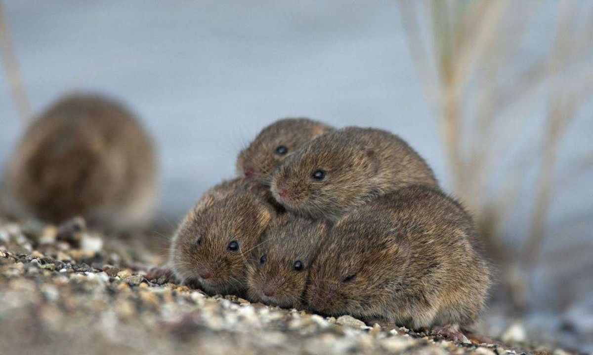 草原田鼠的爱情愿得一鼠心白首不相离揭开其忠贞不渝的谜底