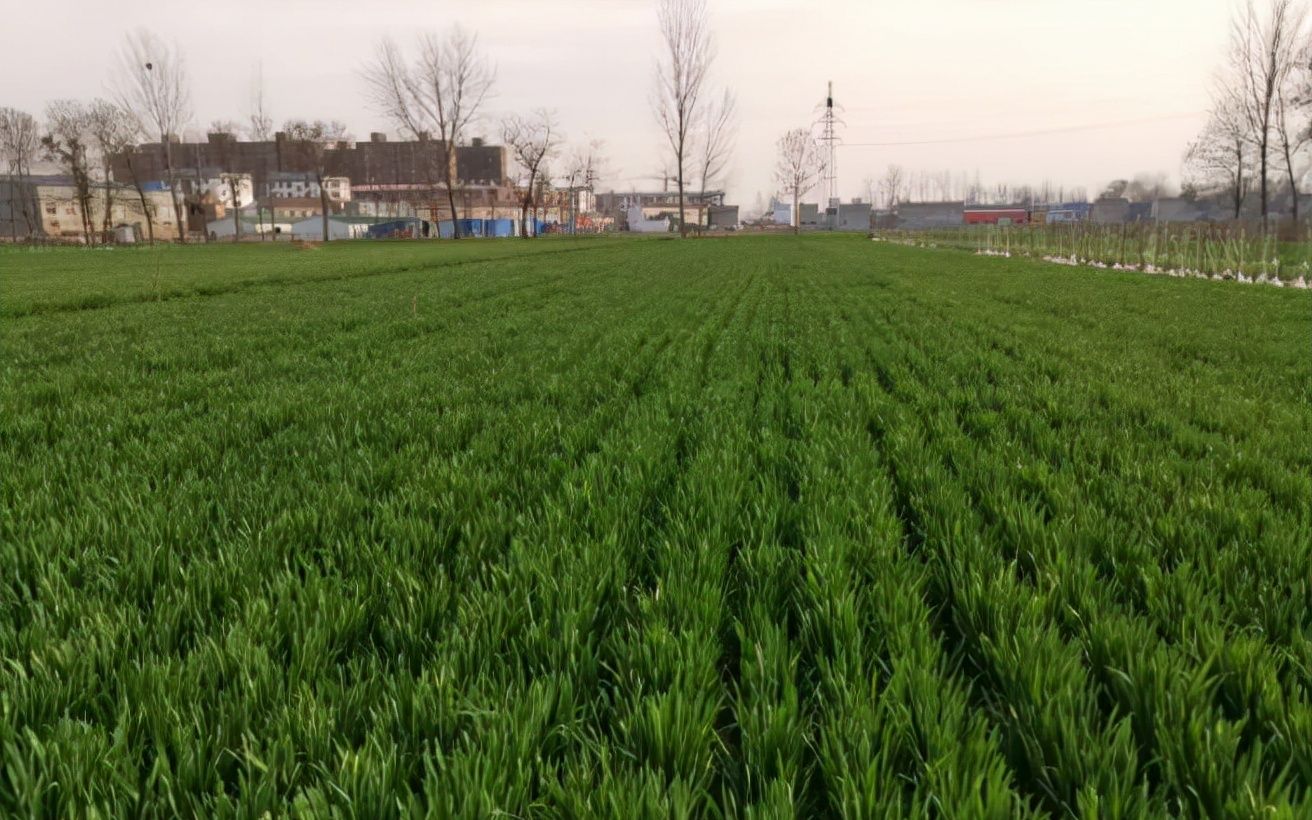 小麦的返青肥到底选用什么肥料更好这里告诉你答案