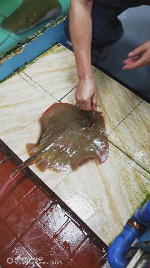 魔鬼鱼到了广东会怎么办