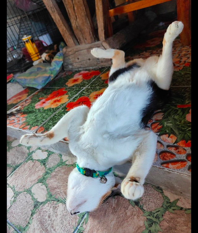 猫咪四脚朝天地躺在地上睡觉看起来像是一只烤鸡太豪放了吧