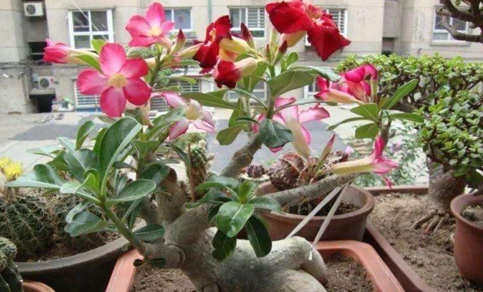 沙漠玫瑰如何开花?这几点要做好,不然就会耽误了花期,难成活!