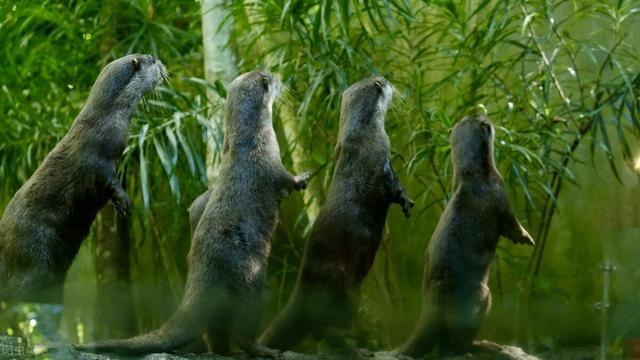 南京一野生动物园“女性免费”被指打击男性 官方回应休闲区蓝鸢梦想 - Www.slyday.coM