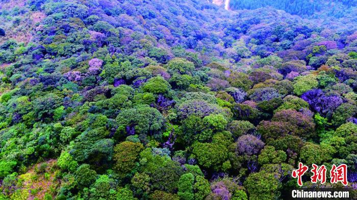 广东森林覆盖率持续上升(资料图) 广东省林业局 供图