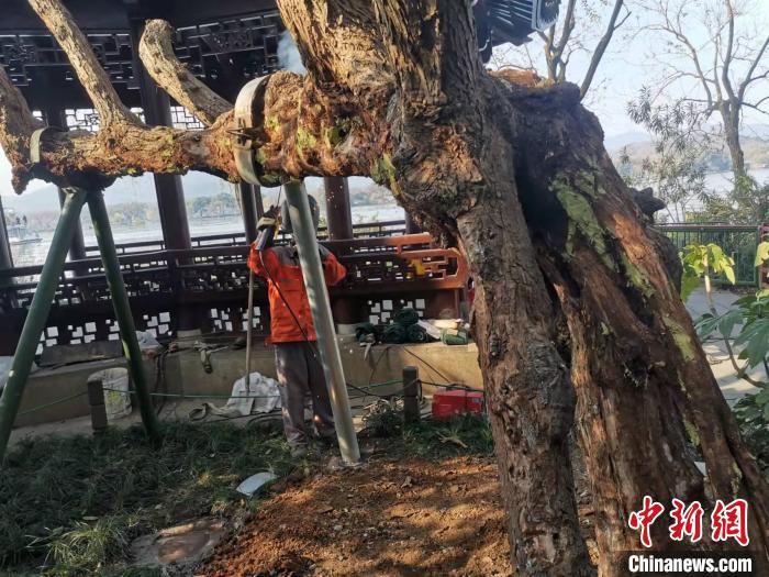 修复中的古树. 张肖娟供图