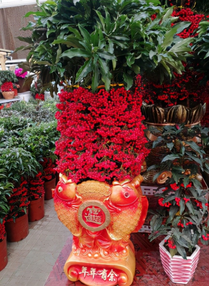 5种年宵花春节必须买一盆富贵招财寓意好吉利又喜庆