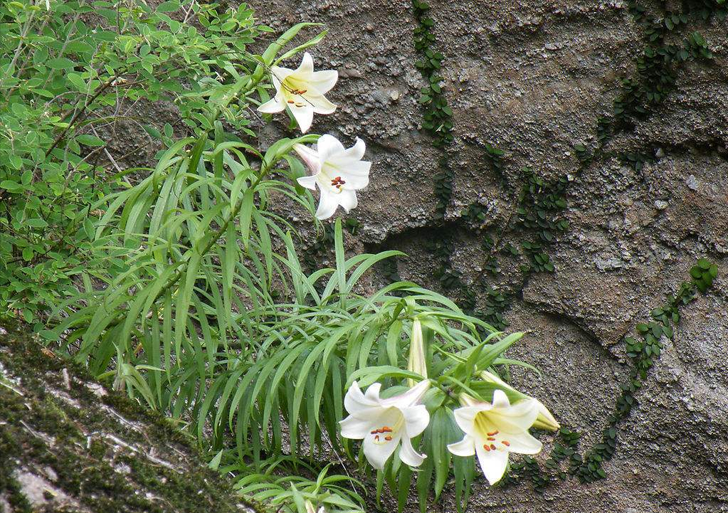 农村山上的野百合如果你家乡有请重视起来价值珍贵别错过