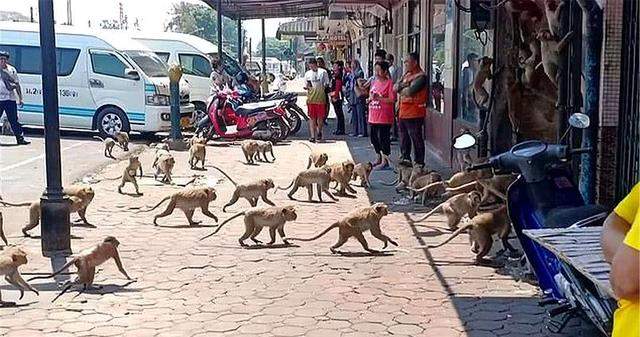 猖狂！印度婴儿遭野猴扔进水箱死亡，失控猴子成为了印度的新威胁休闲区蓝鸢梦想 - Www.slyday.coM