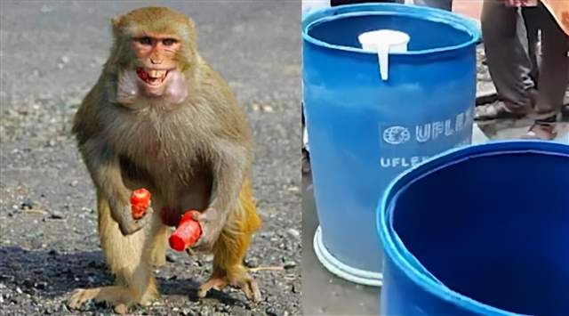 猖狂！印度婴儿遭野猴扔进水箱死亡，失控猴子成为了印度的新威胁休闲区蓝鸢梦想 - Www.slyday.coM