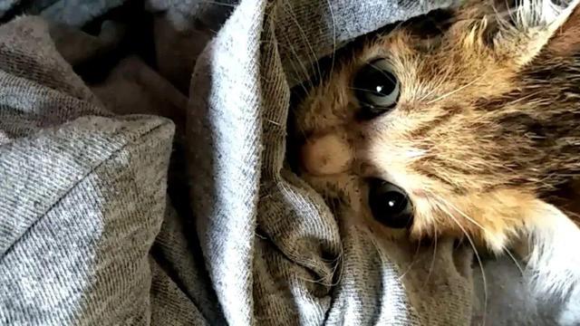 流浪母猫背着幼猫求助人，医生建议做安乐，女孩的举动却很难得休闲区蓝鸢梦想 - Www.slyday.coM