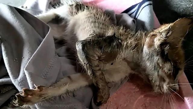 流浪母猫背着幼猫求助人，医生建议做安乐，女孩的举动却很难得休闲区蓝鸢梦想 - Www.slyday.coM