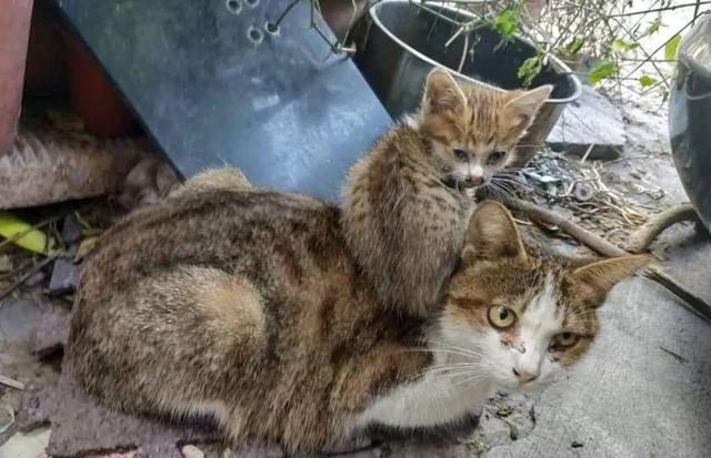 流浪母猫背着幼猫求助人，医生建议做安乐，女孩的举动却很难得休闲区蓝鸢梦想 - Www.slyday.coM
