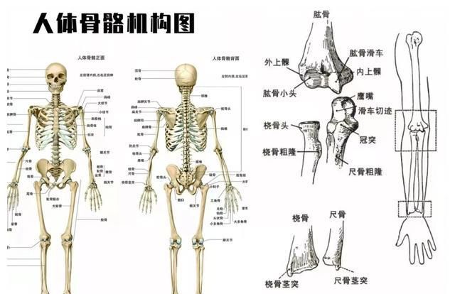 加上民间也有摸骨术的传说,让"双骨"更加神秘莫测