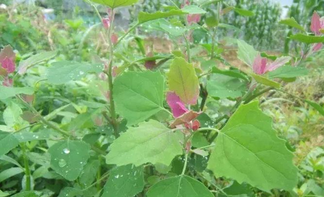 泥胡菜具有清热解毒;散结消肿的功效.