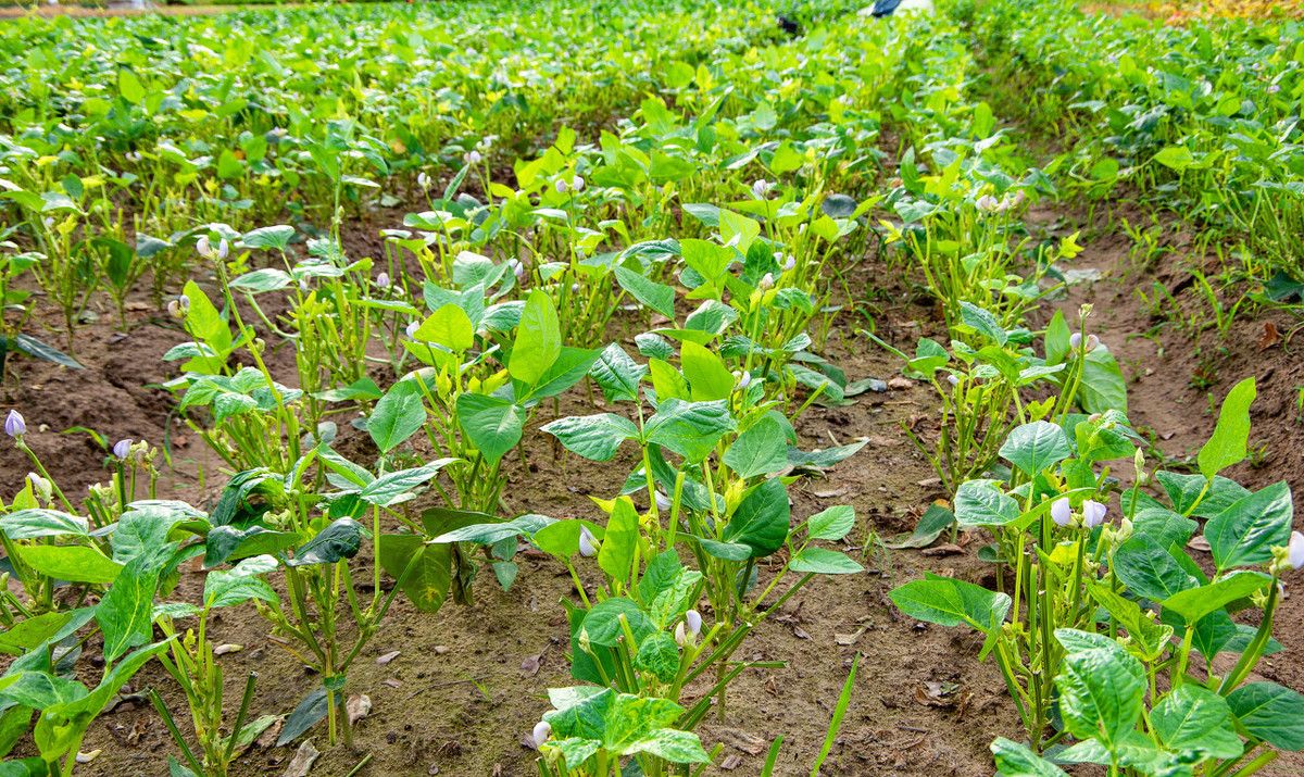 豇豆种植技术(豇豆种植技术棵距是多少)