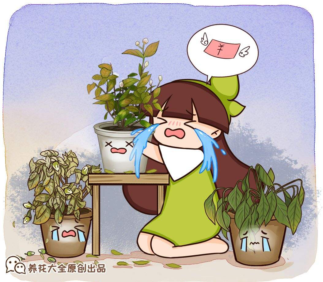 5个植物缺水信号,发现后就赶紧浇水,不然花3天就死|铜钱草|植物|白掌