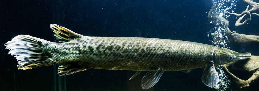 中大型观赏鱼凶猛程度top10,或许你就饲养过其中一种|成体|大型观赏鱼